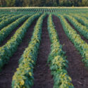 images of a soybean field
